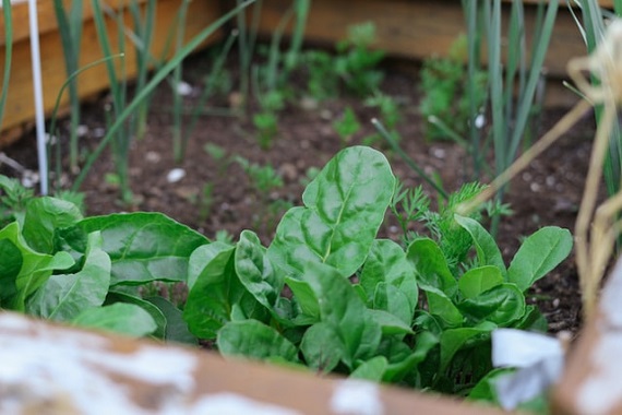 Cultivo de hortaliza en casa, verticales y en maceta
